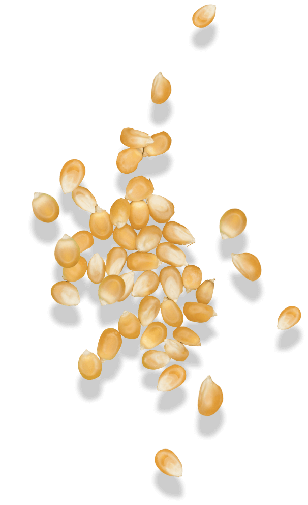 Corn kernels
