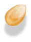 Corn kernels