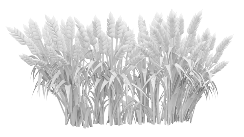 Wheat background image
