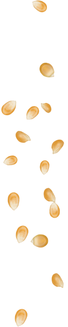 Corn background image